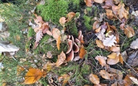 IMG_20251031_095550622